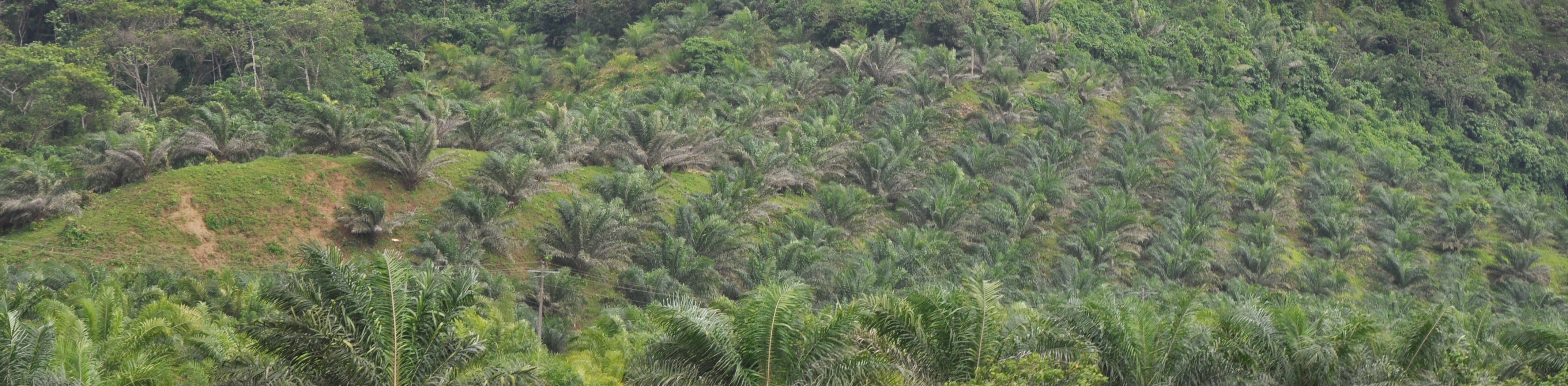 El proceso de consulta pública de la Interpretación Nacional de Ecuador de la Norma RSPO inicipa formalmente el 15 de julio luego de haber recibido la respuesta formal de RSPO y se mantendrá abierta hasta el 15 de septiembre de 2016. El documento de Interpretación Nacional, así como la Guía del Sistema de Gestión de […]